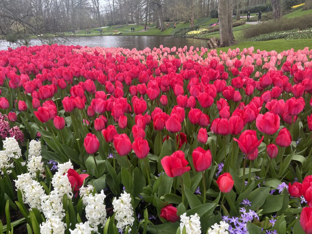 тюльпани в парку Кекенхоф